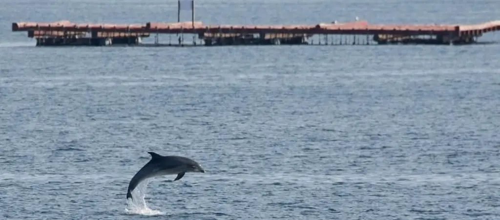 Avistamiento de delfines en la Ría de Vigo